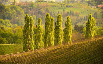 Panoramic view of  poplar trees in field