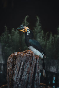 Close-up of bird perching on wooden post