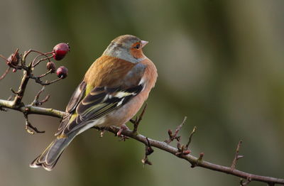 Bird perching on branch
