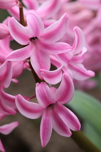 Close-up of pink flowering plant