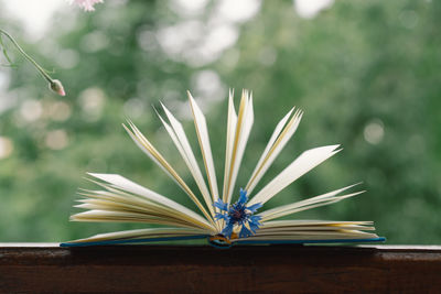 Close-up of plant against blurred background