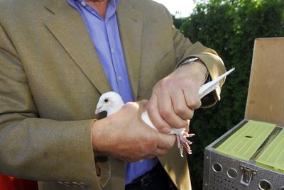A white dove or carrier pigeon, breeding of feathered flying animal