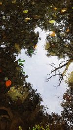 Reflection of trees in lake