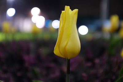 Close-up of yellow tulips