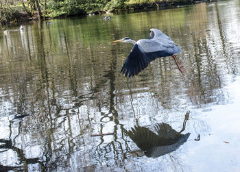 Birds in lake during winter