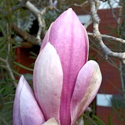 Close-up of pink flowers