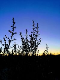 Silhouette trees against clear blue sky