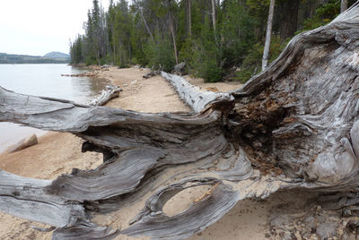 View of driftwood in forest