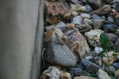 High angle view of lizard on stone