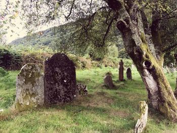 Tombstones in cemetery