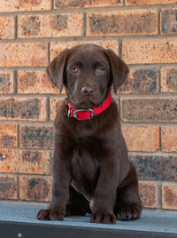 Portrait of dog sitting against brick wall
