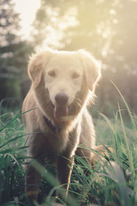 Portrait of dog on field