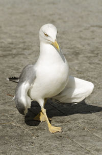 Close-up of seagull perching