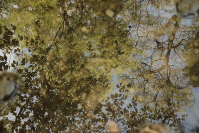 Low angle view of tree