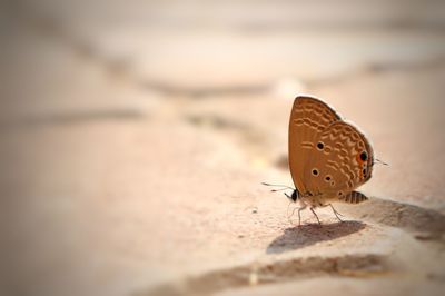 Butterfly perching on leaf