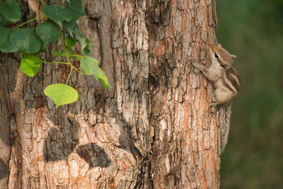 View of squirrel on tree trunk
