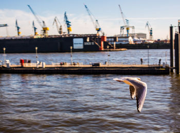 Bird flying over lake against cranes at harbor