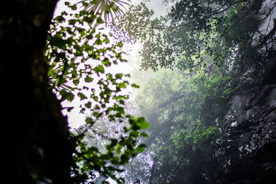 Close-up of wet tree in forest