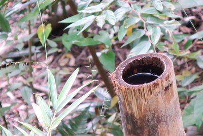 Close-up of hole on tree trunk