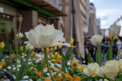 Close-up of white flowering plants