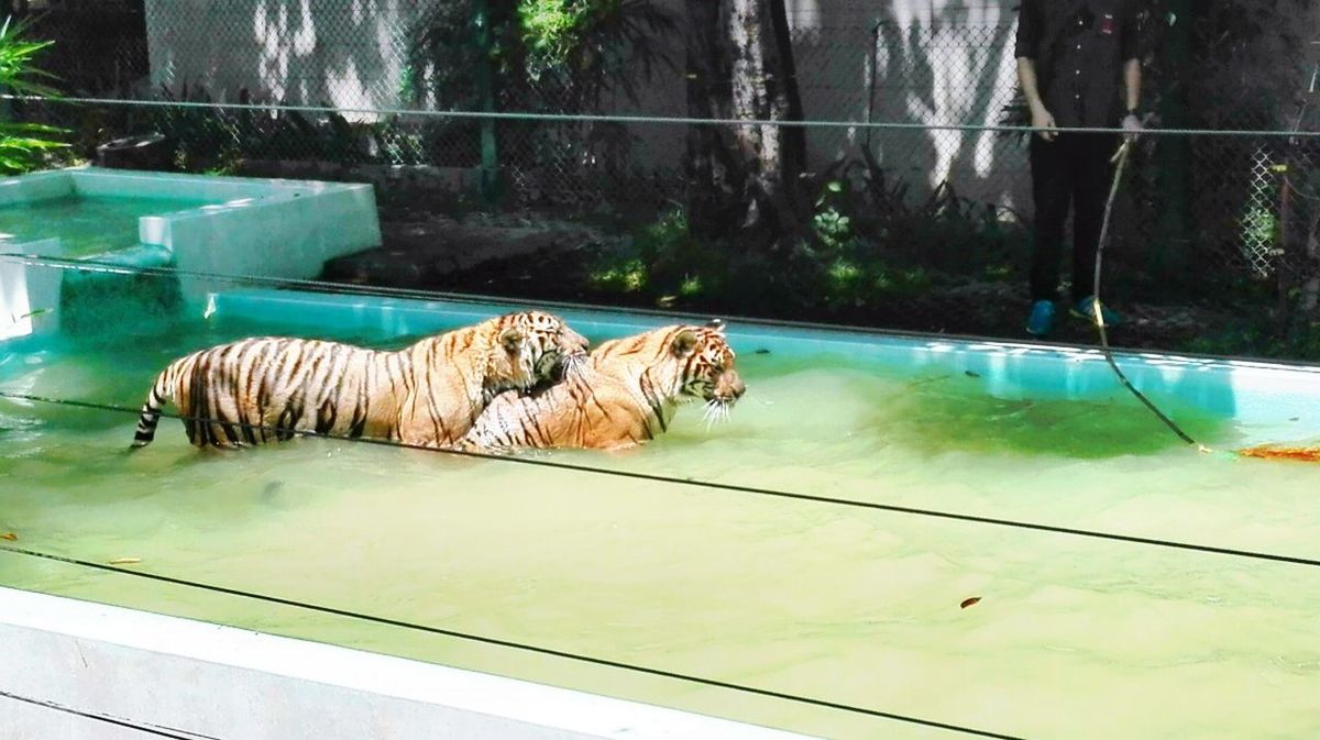 swimming pool, relaxation, animal themes, mammal, water, one animal, no people, day, outdoors, nature