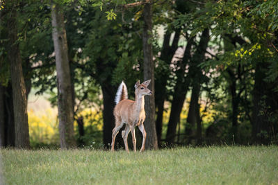 Deer  standing on grassy field