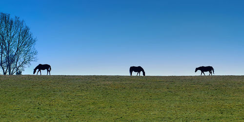 Horses grazing on field against clear blue sky