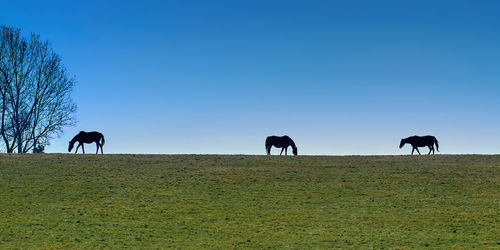 Three thoroughbred horses grazing on a hill against blue sky.