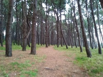 Trees on field in forest