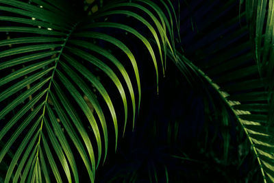 Close-up of palm tree