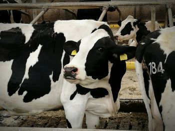 Cows standing in pasture