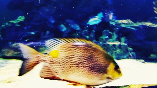 Close-up of fish swimming in aquarium