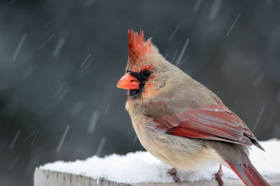 Close-up of bird perching