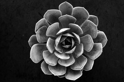 Close-up of flowering plant against black background