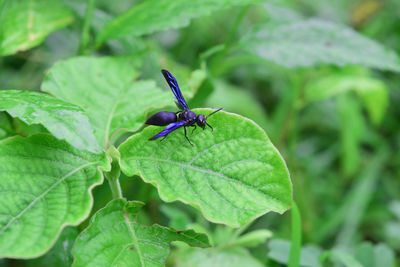 Close-up of insect on leaf