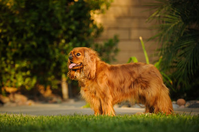 Close-up of cavalier king charles spaniel standing on grassy field