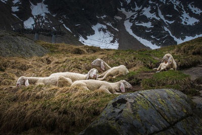 Low angle view of sheep relaxing on grassy field