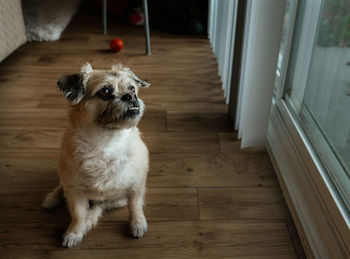 Portrait of a dog on hardwood floor