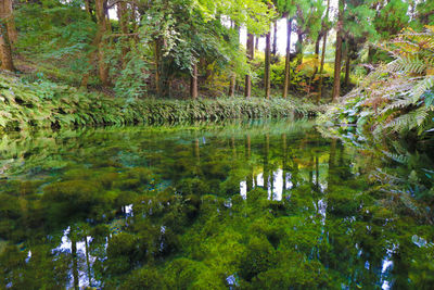 Scenic view of lake in forest