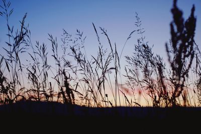 Trees on field at sunset