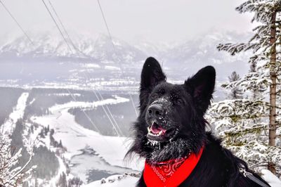 Close-up of dog during winter