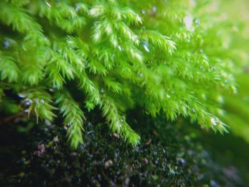 Close-up of pine tree