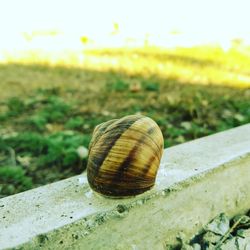 Close-up of snail on land