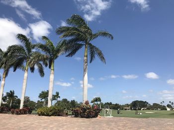 Palm trees against sky