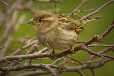 Close-up of bird perching on branch