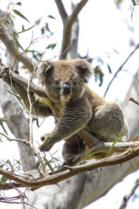 Koala sitting on branches of an eucalyptus tree, facing camera