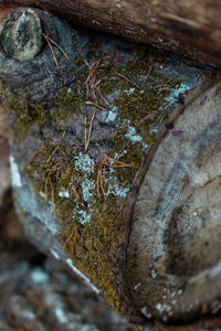 Close-up of tree trunk