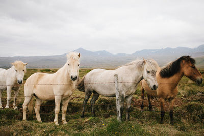 Horses in a pasture