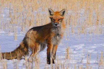 Fox on snowy field