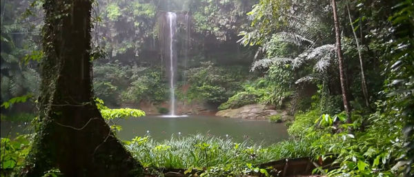 Scenic view of waterfall in forest
